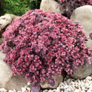 Sedum SunSparkler Plum Dazzled - Stonecrop