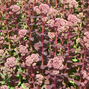 Sedum Stewed Rhubarb Mountain - Stonecrop