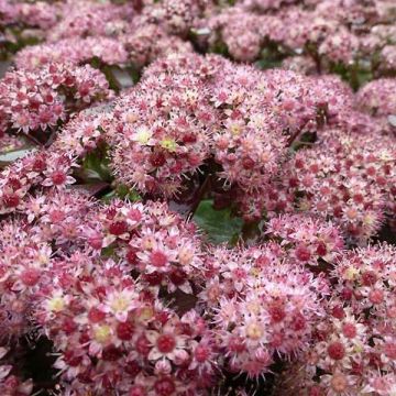 Sedum Strawberry and Cream - Stonecrop