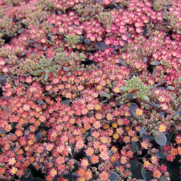 Sedum Sunsparkler Dazzleberry - Orpin bleu