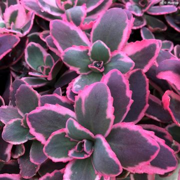 Sedum SunSparkler Dream Dazzler - Stonecrop