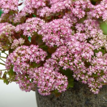 Sedum Sunsparkler Lime Zinger