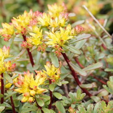 Sedum kamtschaticum Weihenstephaner Gold - Stonecrop