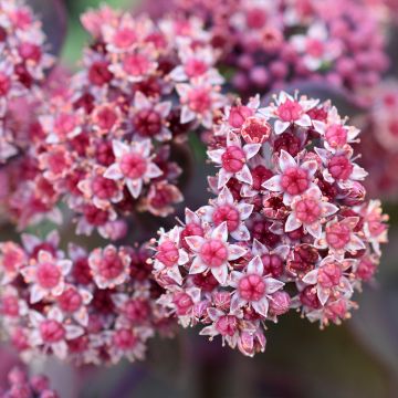 Sedum cauticola Robustum - Stonecrop