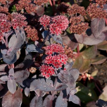 Sedum spectabile Jose Aubergine - Autumn Stonecrop