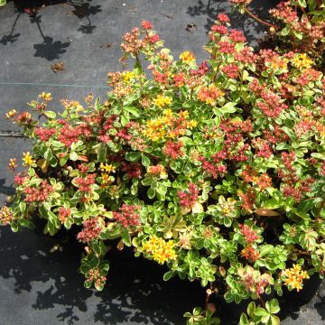 Sedum kamtschaticum Variegatum - Orpin du Kamtchatka