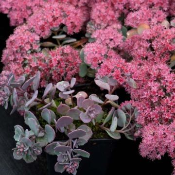 Sedum cauticola Lidakense - Stonecrop