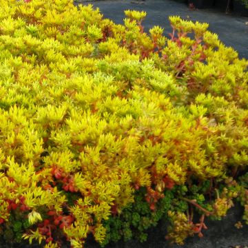 Sedum oreganum - Stonecrop