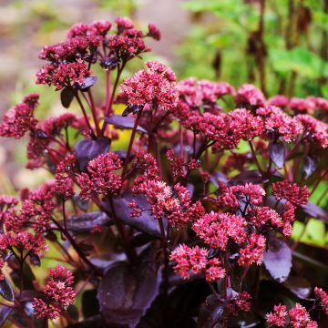 Sedum telephium Touchdown Teak - Autumn Stonecrop