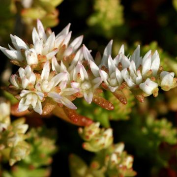 Sedum pulchellum - Stonecrop