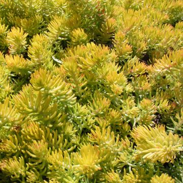 Sedum reflexum Angelina - Stonecrop