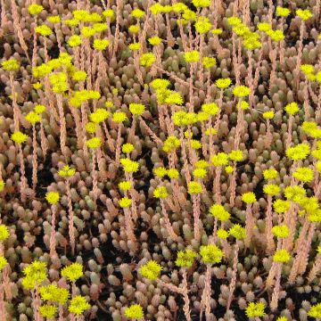 Sedum reflexum Blue Spruce - Stonecrop