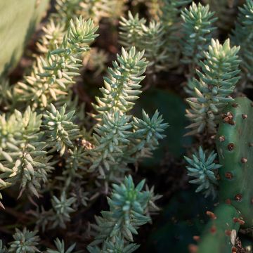 Sedum reflexum - Stonecrop