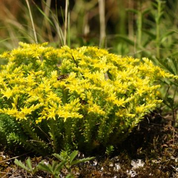 Sedum sexangulare - Stonecrop