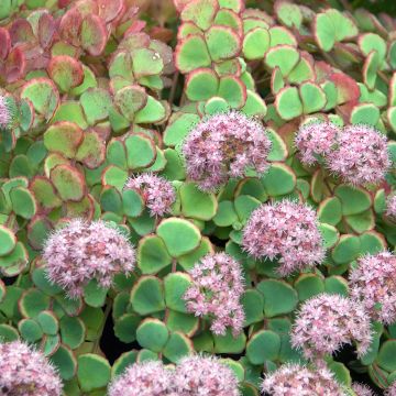 Sedum sieboldii - Stonecrop