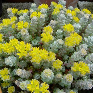 Sedum spathulifolium Cape Blanco - Stonecrop