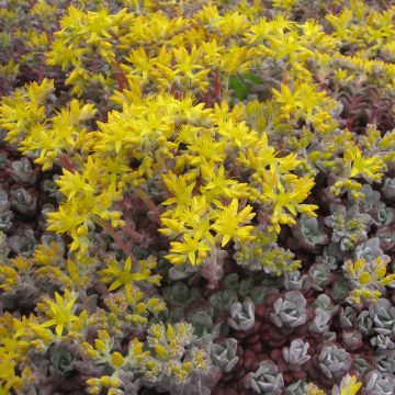 Sedum spathulifolium Purpureum - Stonecrop