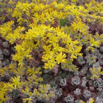 Sedum spathulifolium Purpureum - Orpin