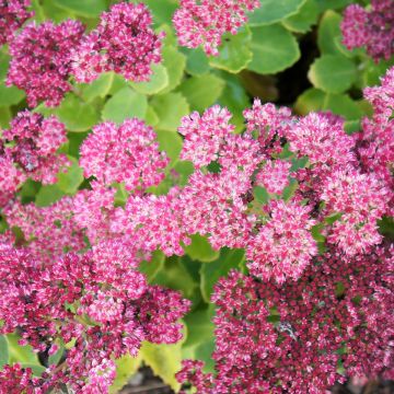 Sedum spectabile Brilliant - Autumn Stonecrop