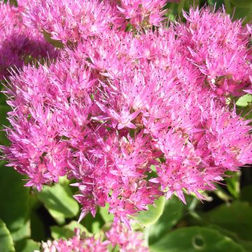 Sedum spectabile Carmen - Autumn Stonecrop