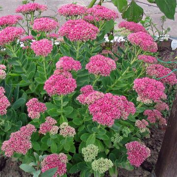 Sedum spectabile Meteor - Autumn Stonecrop