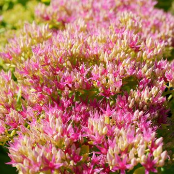 Sedum spectabile Neon - Autumn Stonecrop