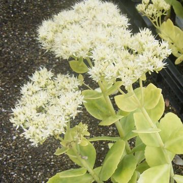 Sedum spectabile Stardust - Autumn Stonecrop