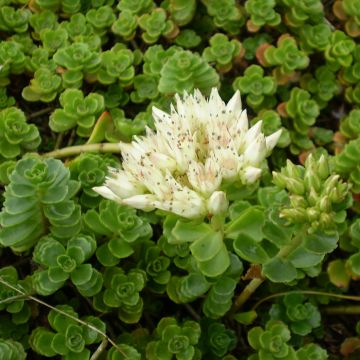 Sedum spurium Album Superbum - Autumn Stonecrop