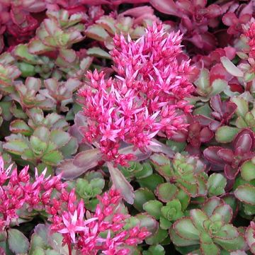 Sedum spurium Fuldaglut - Stonecrop