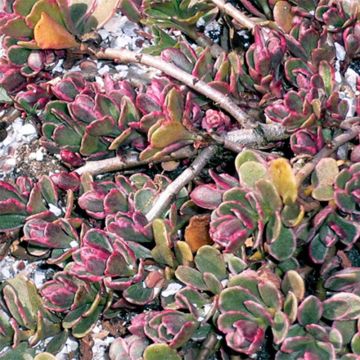 Sedum spurium Variegatum - Stonecrop