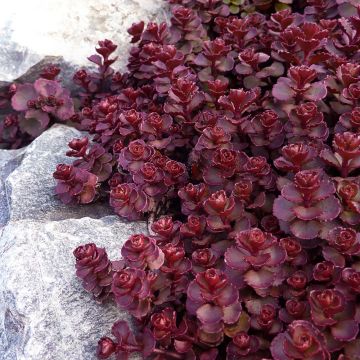 Sedum spurium Voodoo - Stonecrop