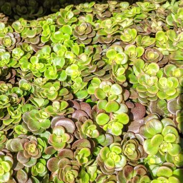 Sedum tetractinum Coral Reef - Stonecrop