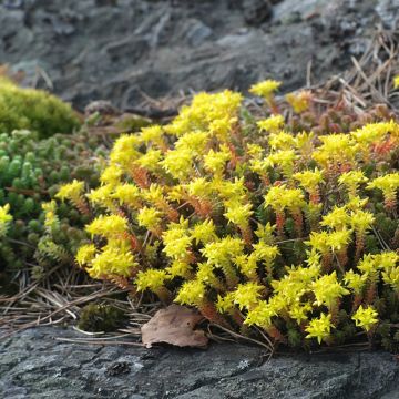 Sedum acre seeds - Stonecrop