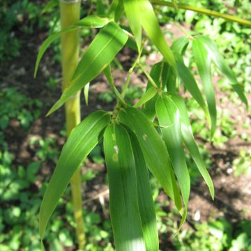 Semiarundinaria fastuosa - Medium-sized Bamboo