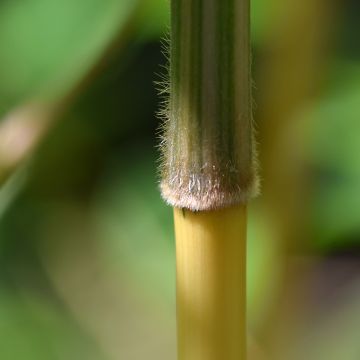 Semiarundinaria yashadake f. kimmei  