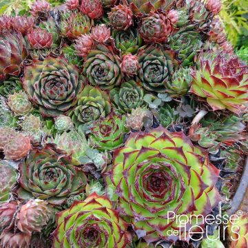 Sempervivum Collection