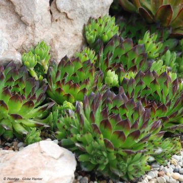 Sempervivum Chick Charms Appletini