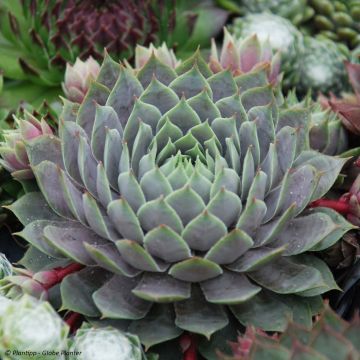 Sempervivum Chick Charms Berry Blues