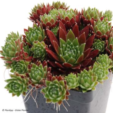 Sempervivum Chick Charms Cinnamon Starburst