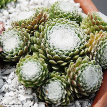 Sempervivum Chick Charms Cotton Candy