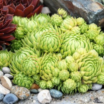 Sempervivum hybrida Chick Charms Key Lime Kiss