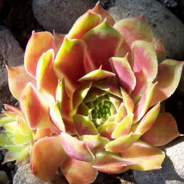 Sempervivum Commander Hay - Joubarbe hybride rouge et verte