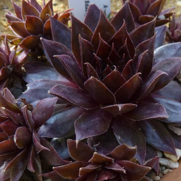 Sempervivum Dark Beauty