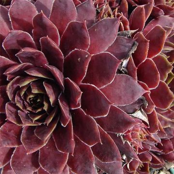 Sempervivum Granat