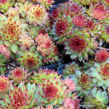 Sempervivum tectorum Black