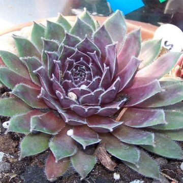 Sempervivum marmoreum Pilatus