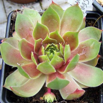 Sempervivum Pseudo-ornatum - Joubarbe rouge et verte