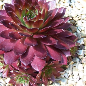 Sempervivum Rubin - Joubarbe pourpre clair