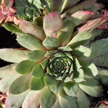 Sempervivum arachnoideum Santis