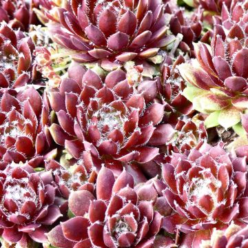 Sempervivum Silberkarneol